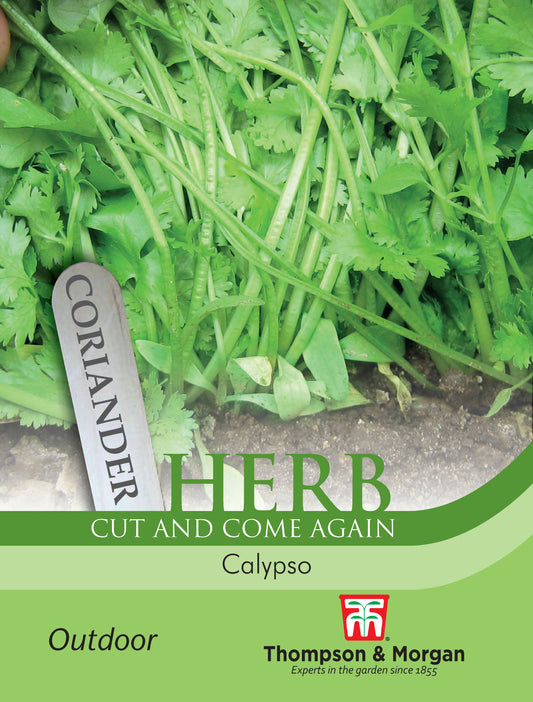 Herb Coriander Calypso