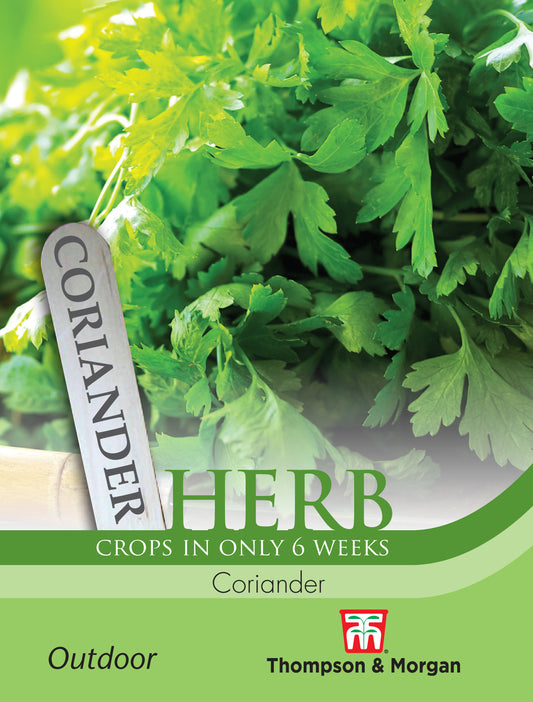 Herb Coriander