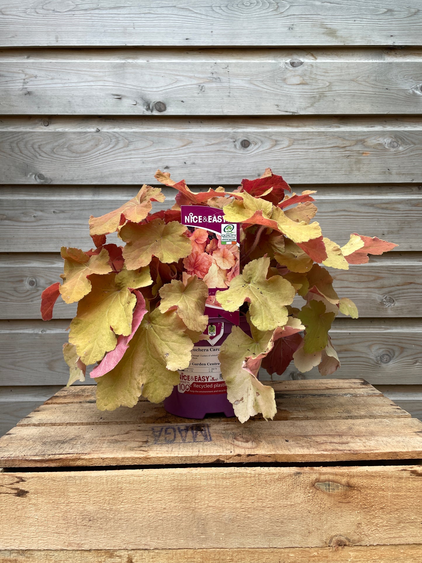 Heuchera Caramel ® / 2L-Easy Garden Centre