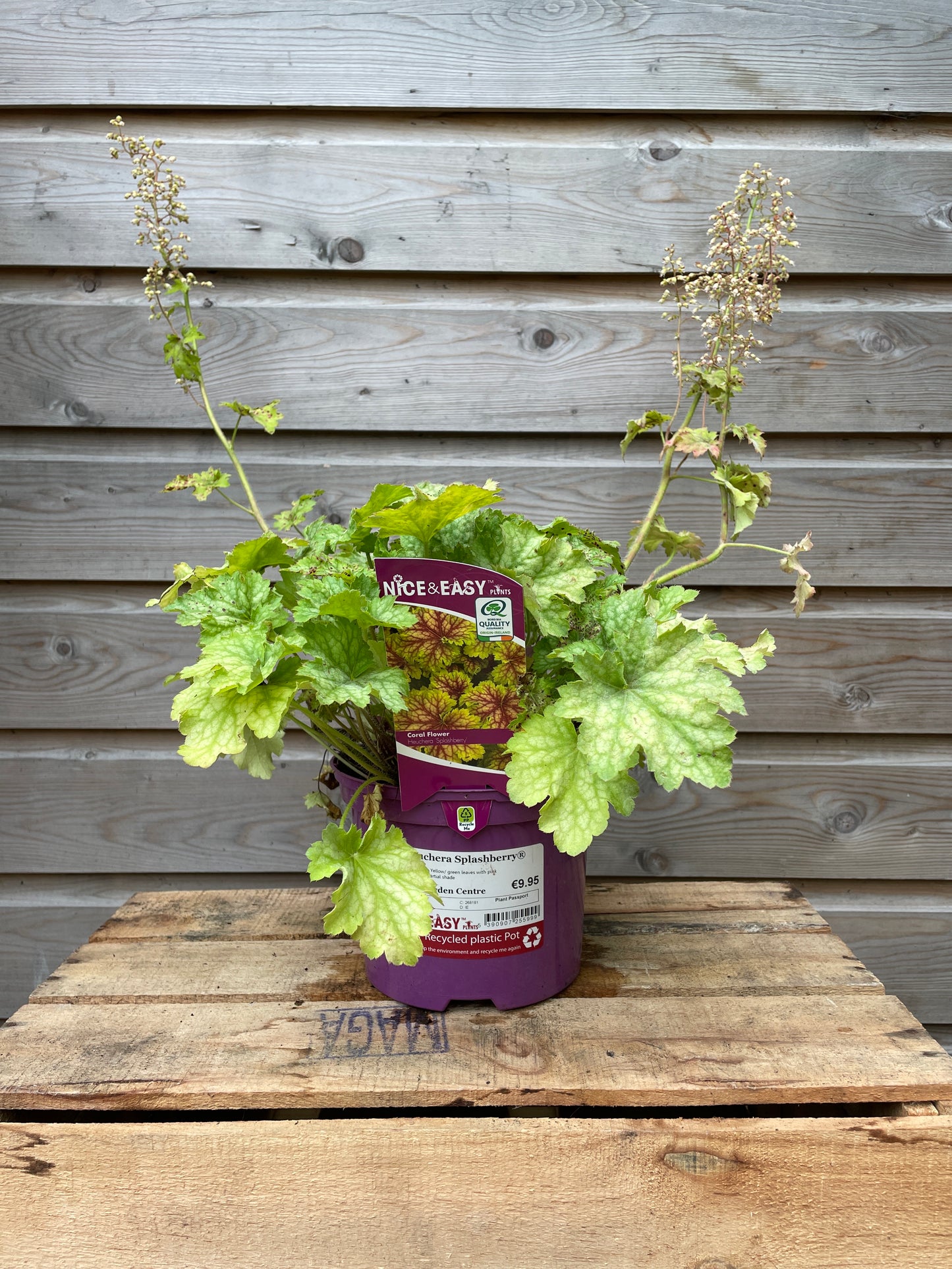 Heuchera Splashberry® / 2L-Easy Garden Centre