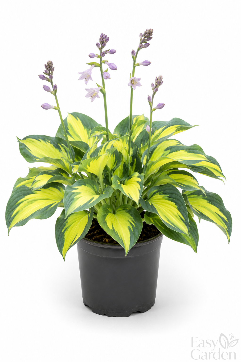 Hosta happy Dayz / 2L-Easy Garden Centre