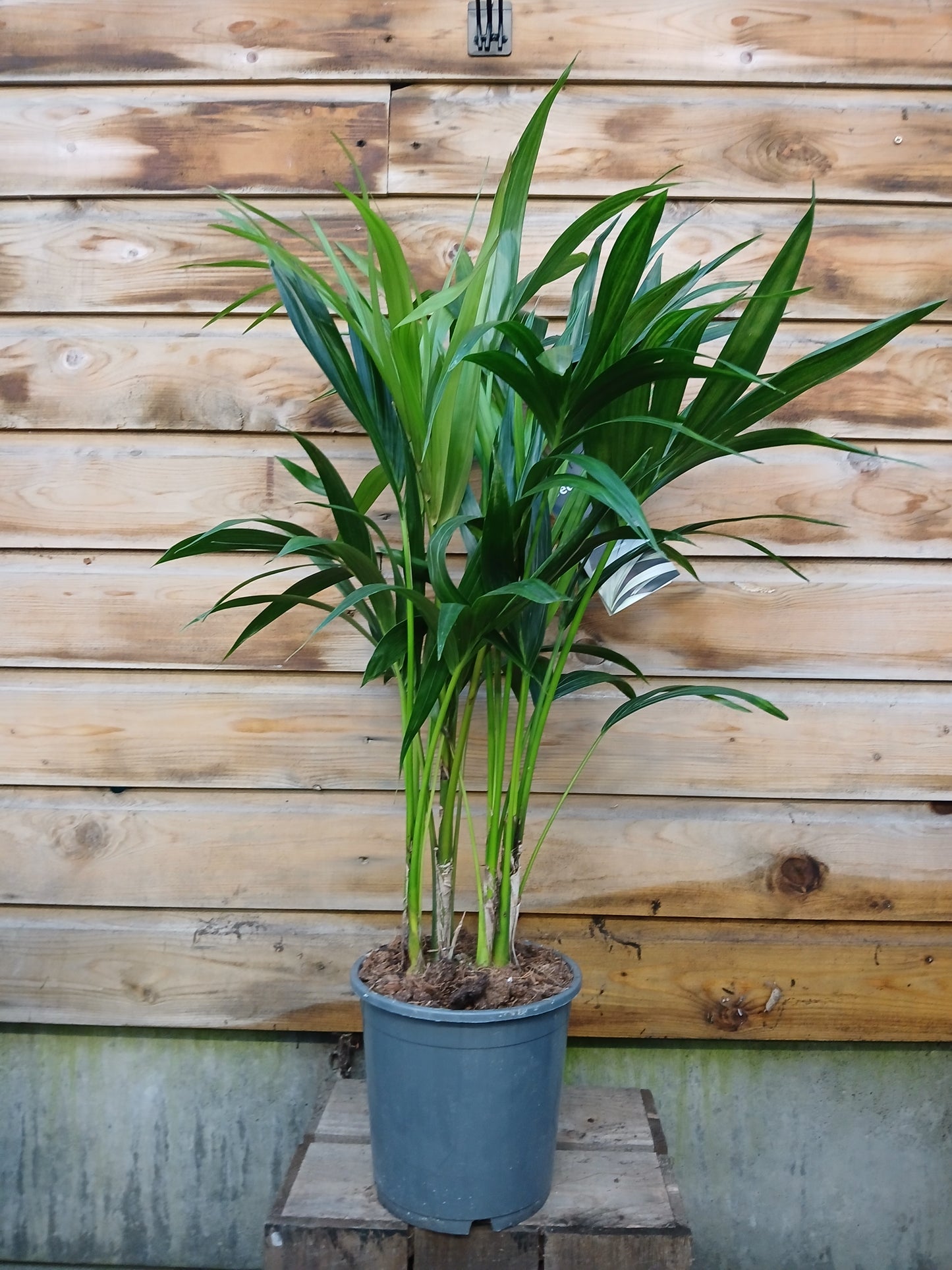 Howea forsteriana / P21 / 100 CM-Easy Garden Centre