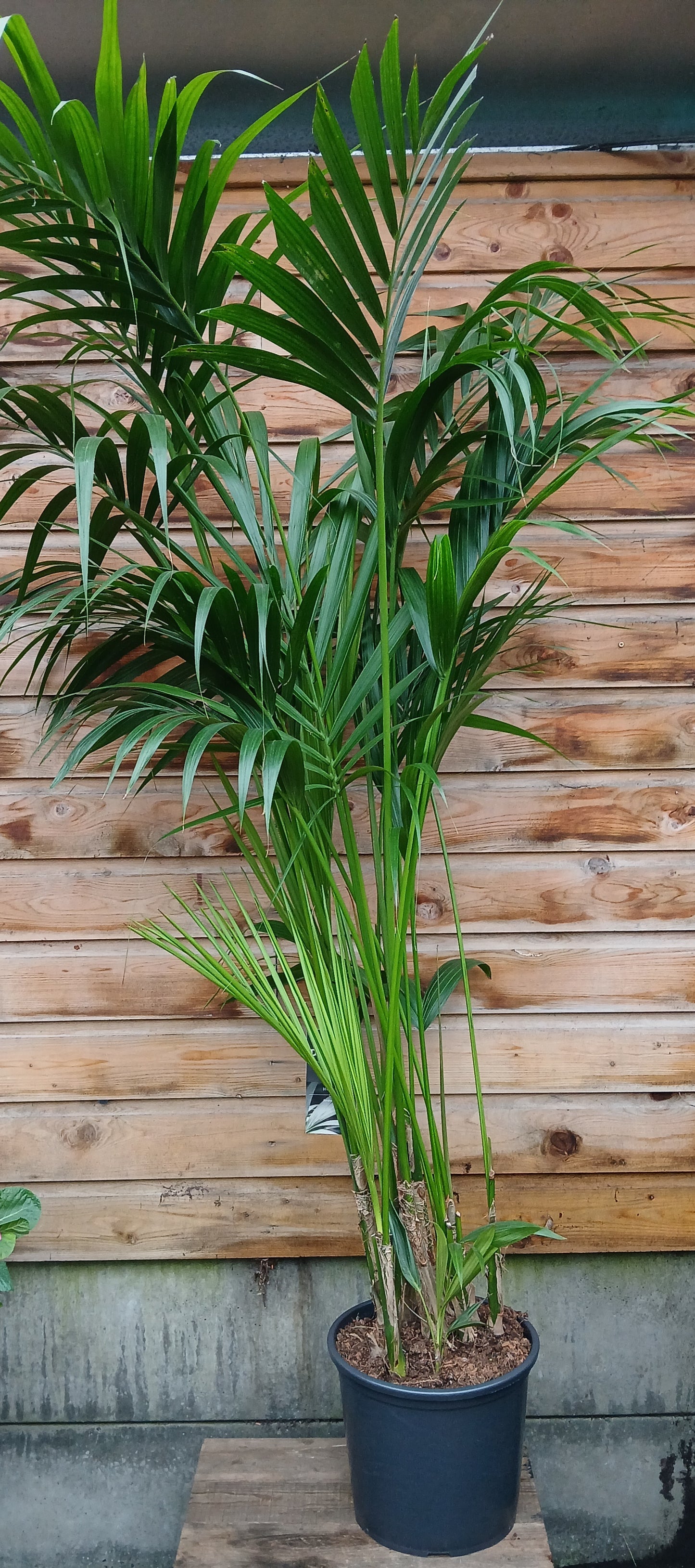 Howea forsteriana / P32 - 200 CM-Easy Garden Centre