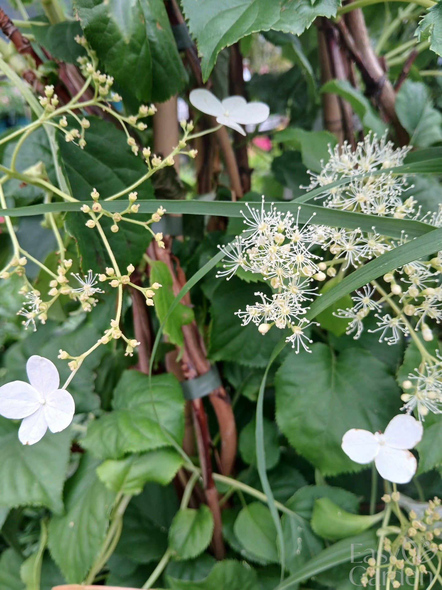 Hydrangea Anomala Petiolaris / C20 - 140cm-Easy Garden Centre