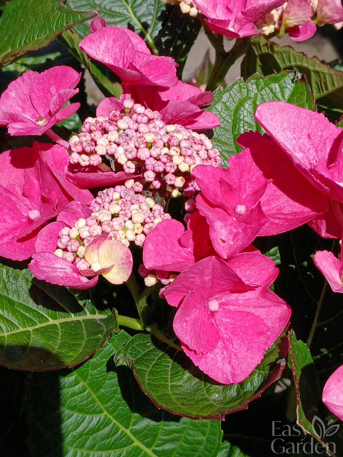 Hydrangea Lacecap / P23 (5 LTR)-Easy Garden Centre
