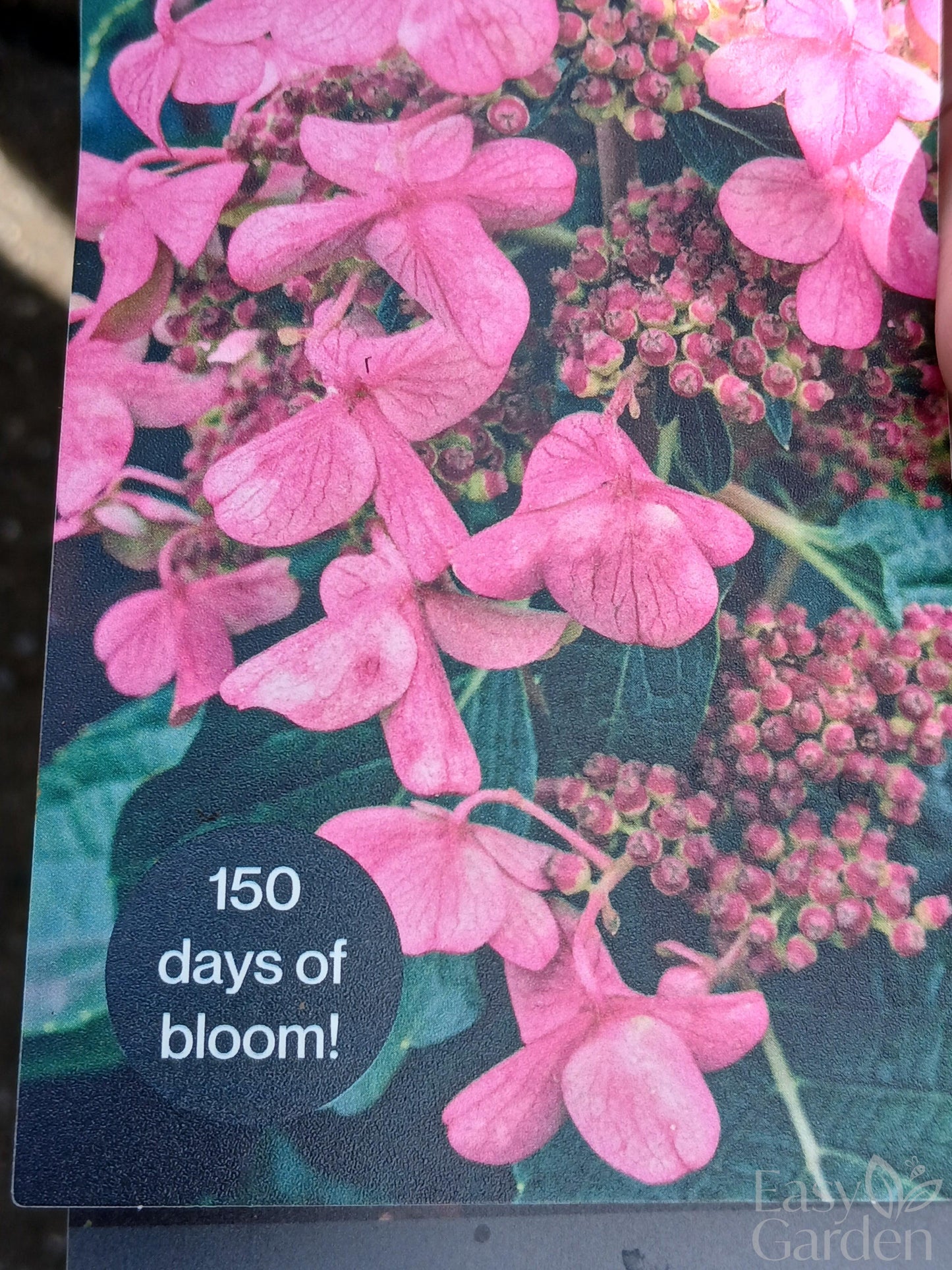 Hydrangea Living Infinity P23-Easy Garden Centre