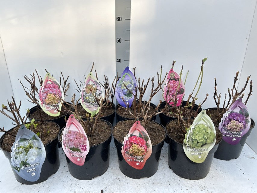 Hydrangea Macrophylla Special Mix / 5ltr 45cm-Easy Garden Centre