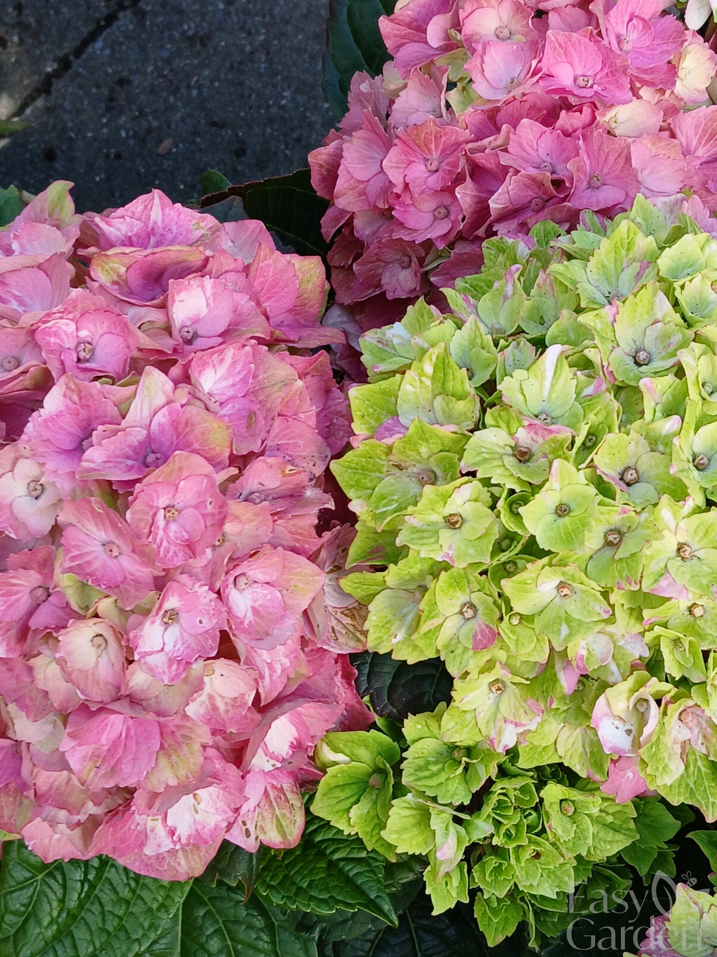 Hydrangea Magical mix P23-Easy Garden Centre