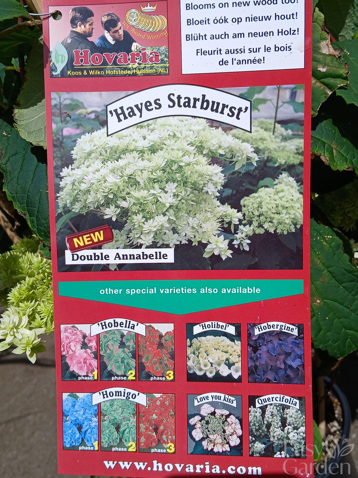 Hydrangea arbor. 'Hayes Starburst' / 3 Ltr pot-Easy Garden Centre