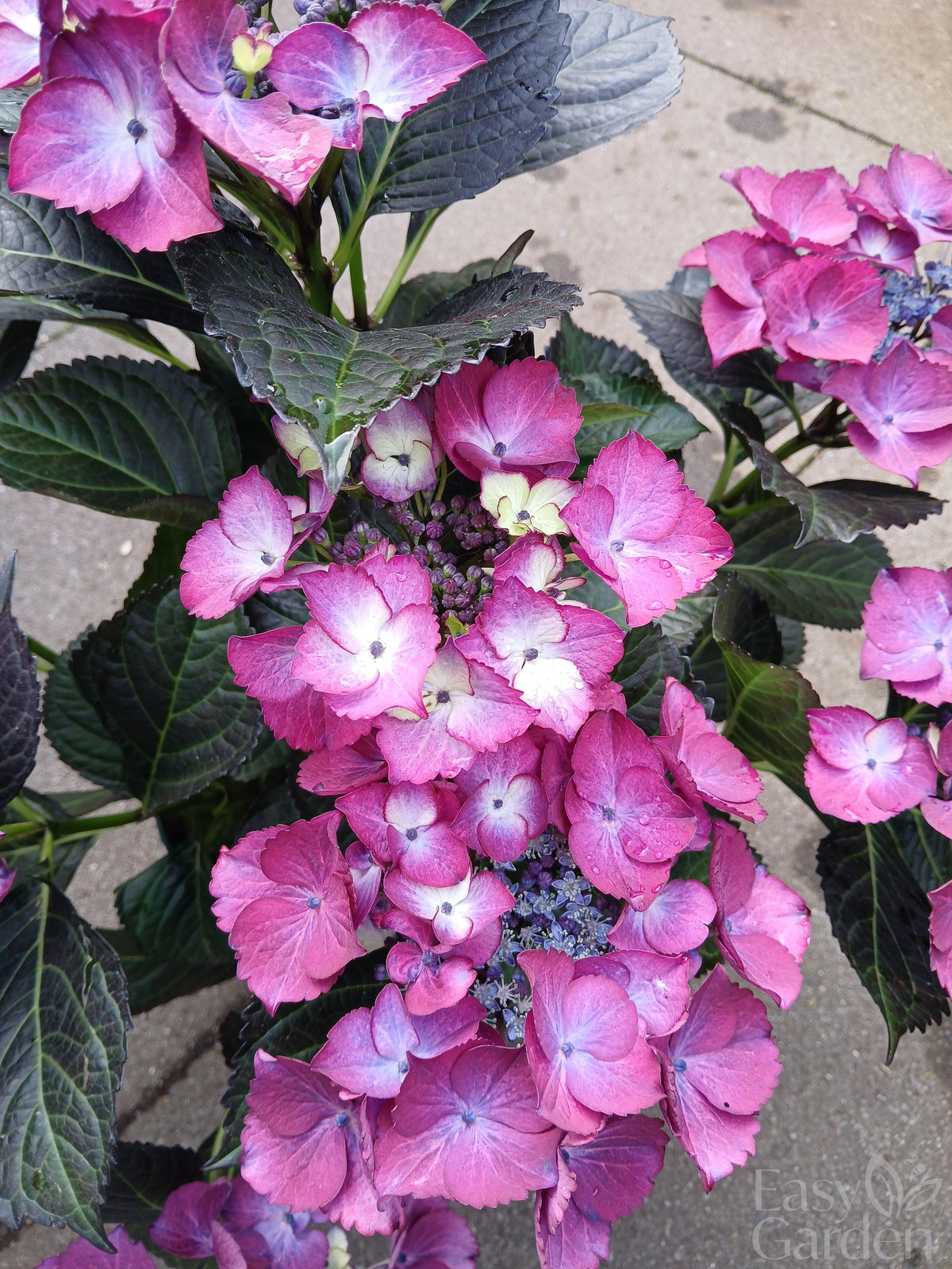 Hydrangea macr. Black Diamonds / 5ltr-Easy Garden Centre