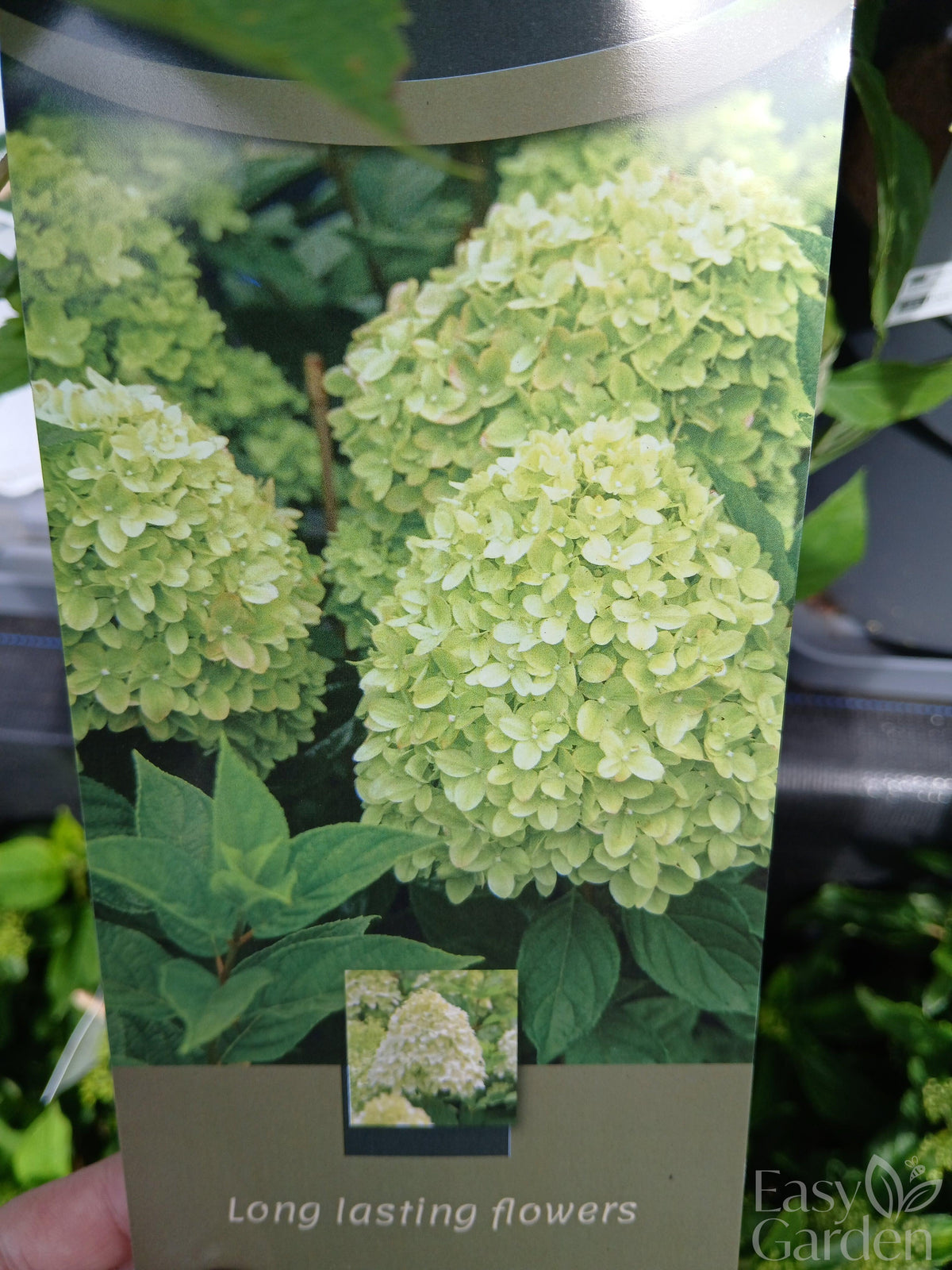Hydrangea pan. Limelight P26-Easy Garden Centre
