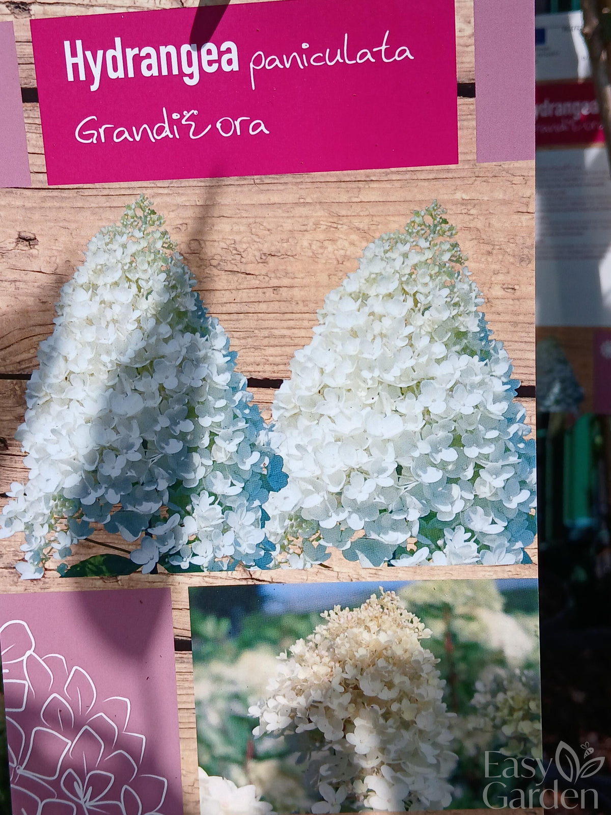 Hydrangea pan. mix / 60 CM STEM 5L-Easy Garden Centre