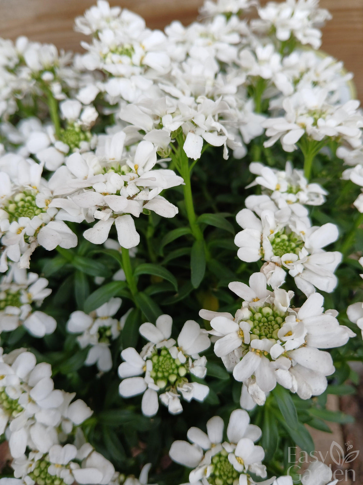 IBERIS semp. Snowpatrol / 1 Litre-Easy Garden Centre