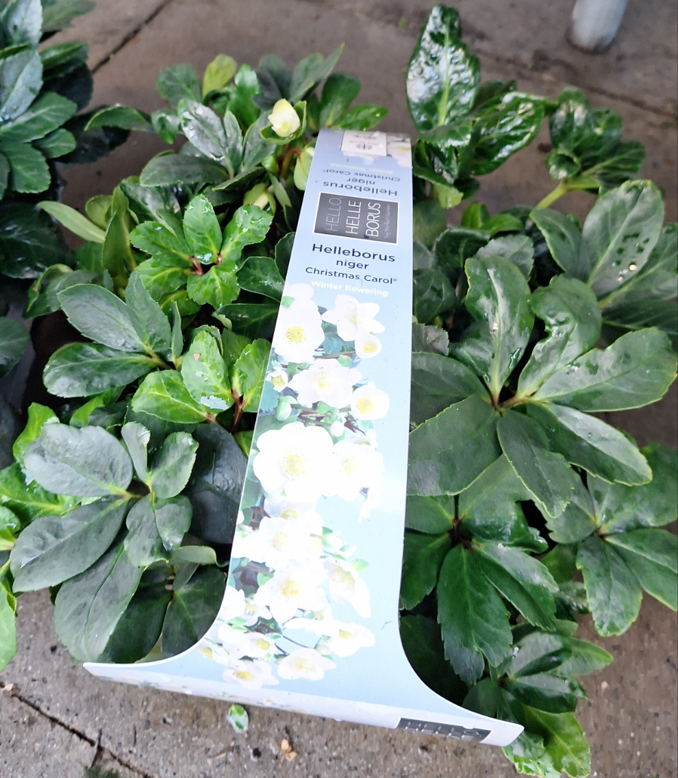 Helleborus 'Christmas Carol' / 6-pack clayette