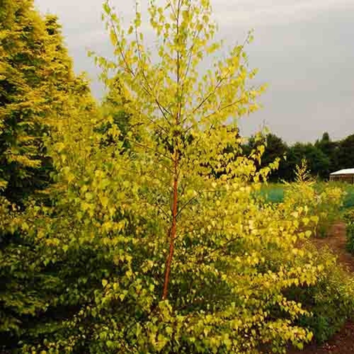 Betula Pendula-Easy Garden Centre