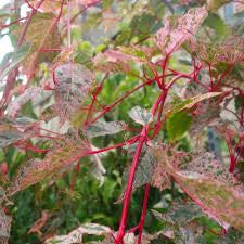 ACER CONSPICUUM RED FLAMINGO