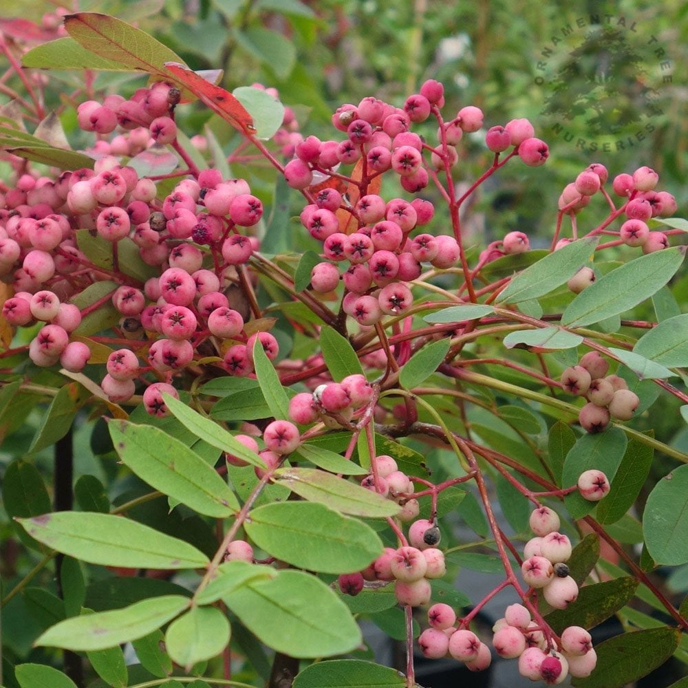 SORBUS NOVEMBER PINK-Easy Garden Centre