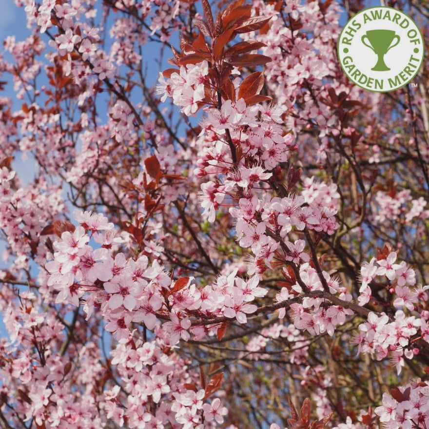 PRUNUS C. PISSARDII NIGRA-Easy Garden Centre