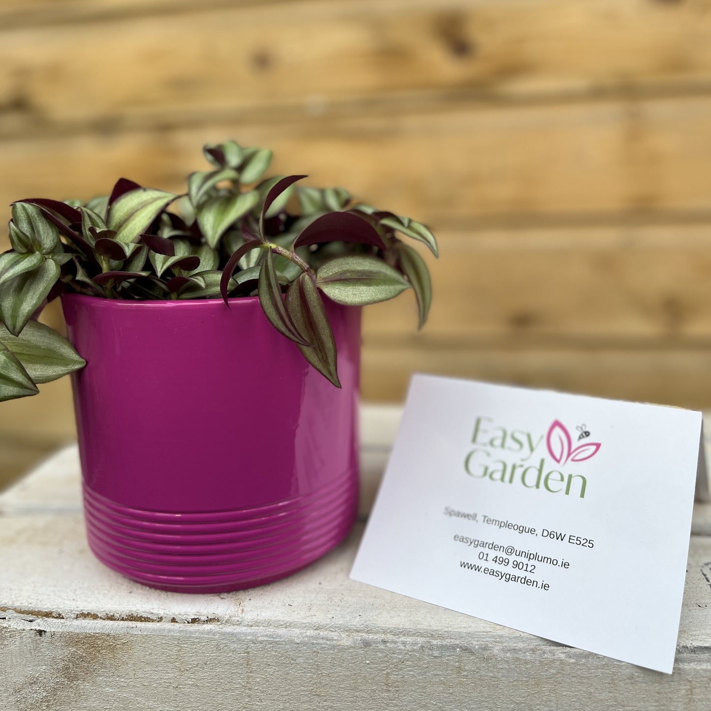 Tradescantia zebrina / P10.5