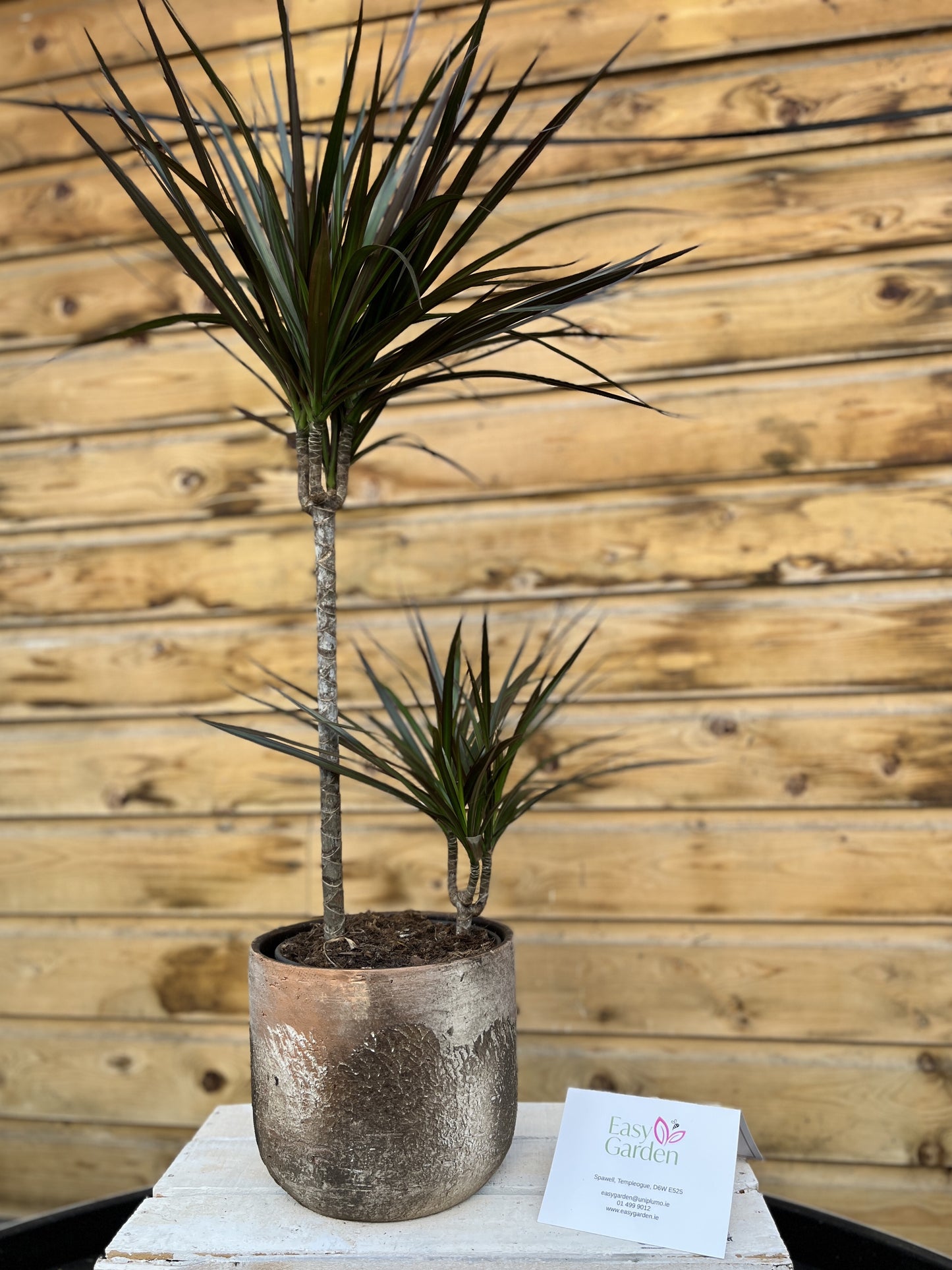 Dracaena marginata mix / P19/45+15 stem-Easy Garden Centre