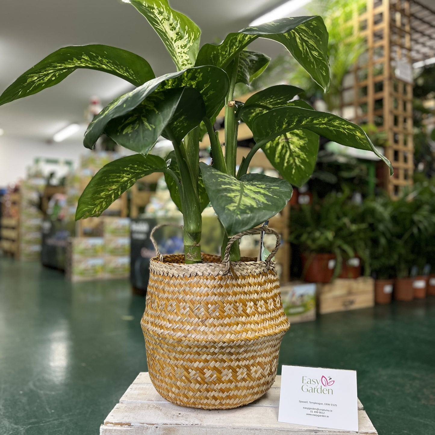 Dieffenbachia P24-Easy Garden Centre