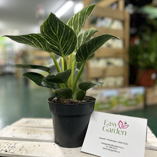 Philodendron Birkin P14