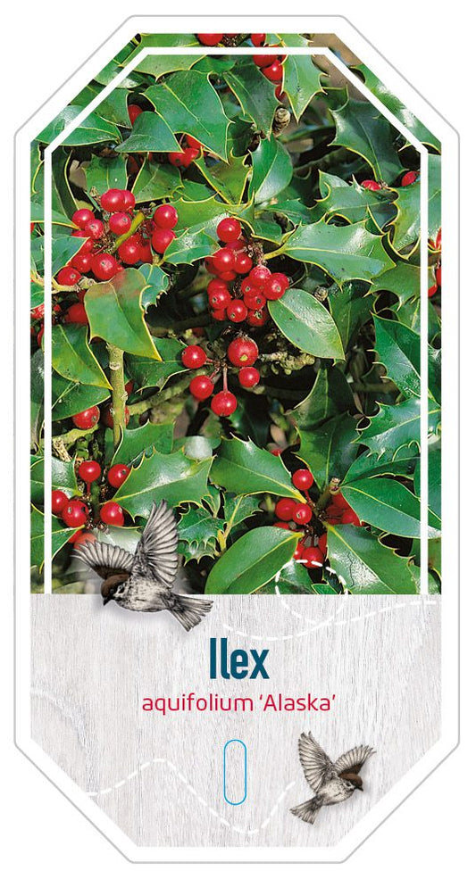 Ilex aquif.  Alaska / 2ltr