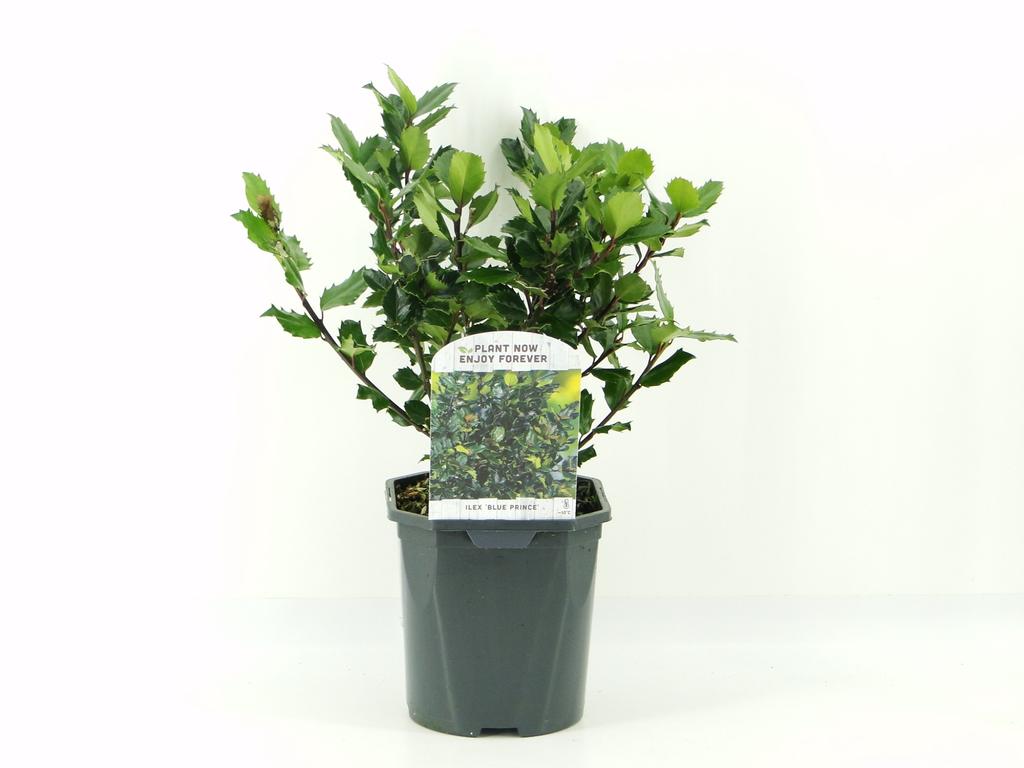 Ilex mes. Blue Prince / 2ltr