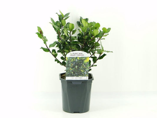 Ilex mes. Blue Prince / 2ltr