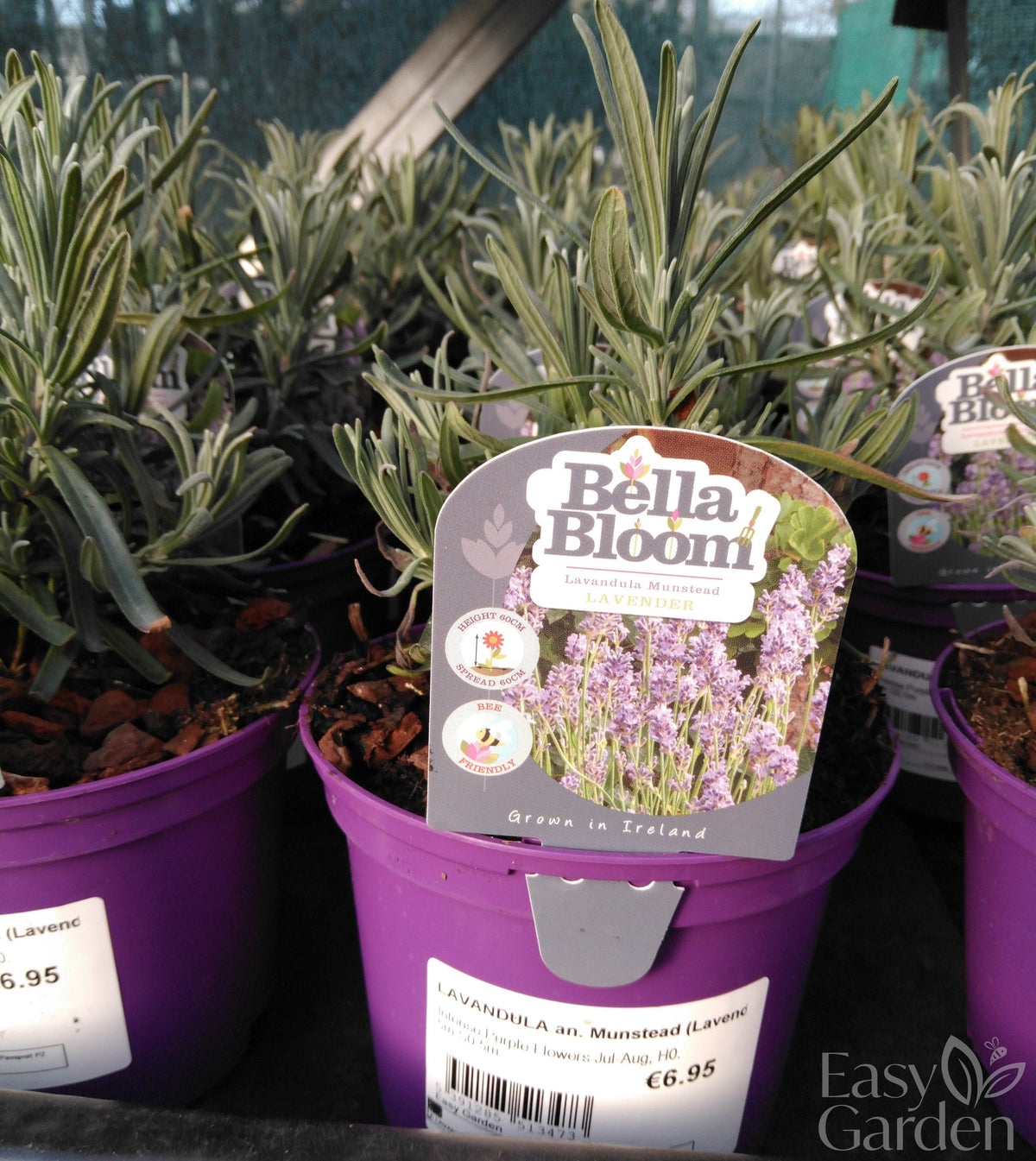 LAVANDULA an. Munstead (Lavender) / 1 Litre-Easy Garden Centre