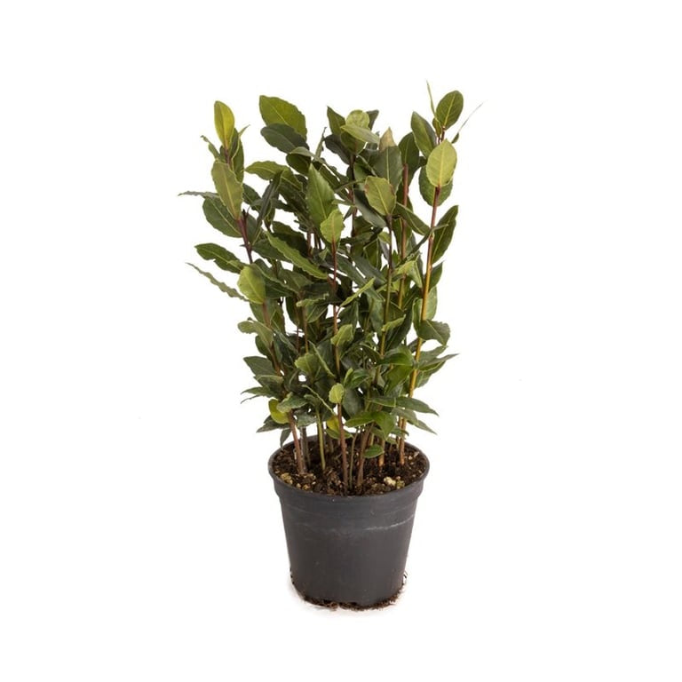 Laurus nobilis / P12-Easy Garden Centre