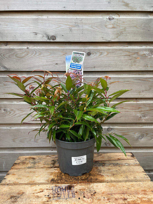 Leucothoe burning love
