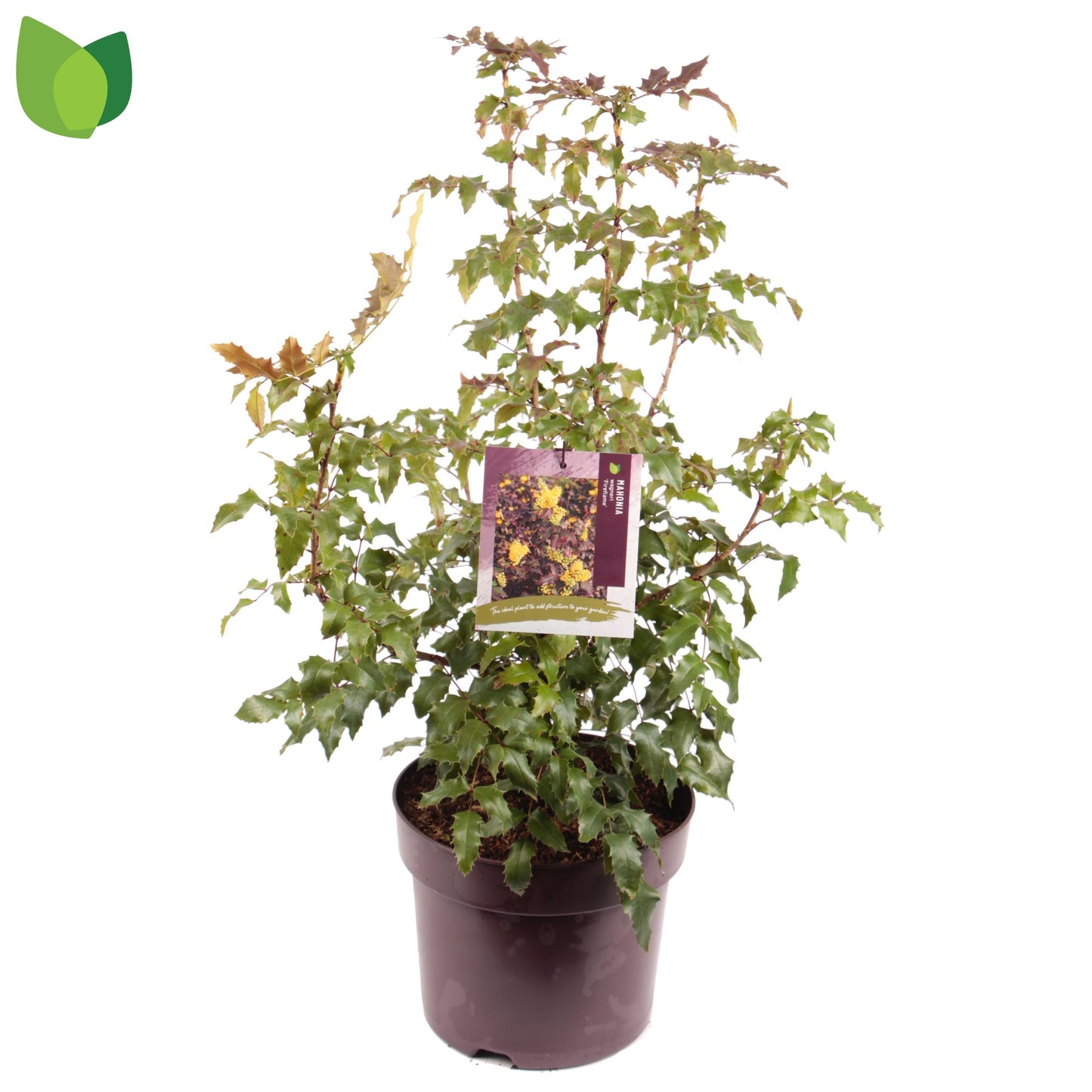 Mahonia wagneri Fireflame 10ltr-Easy Garden Centre