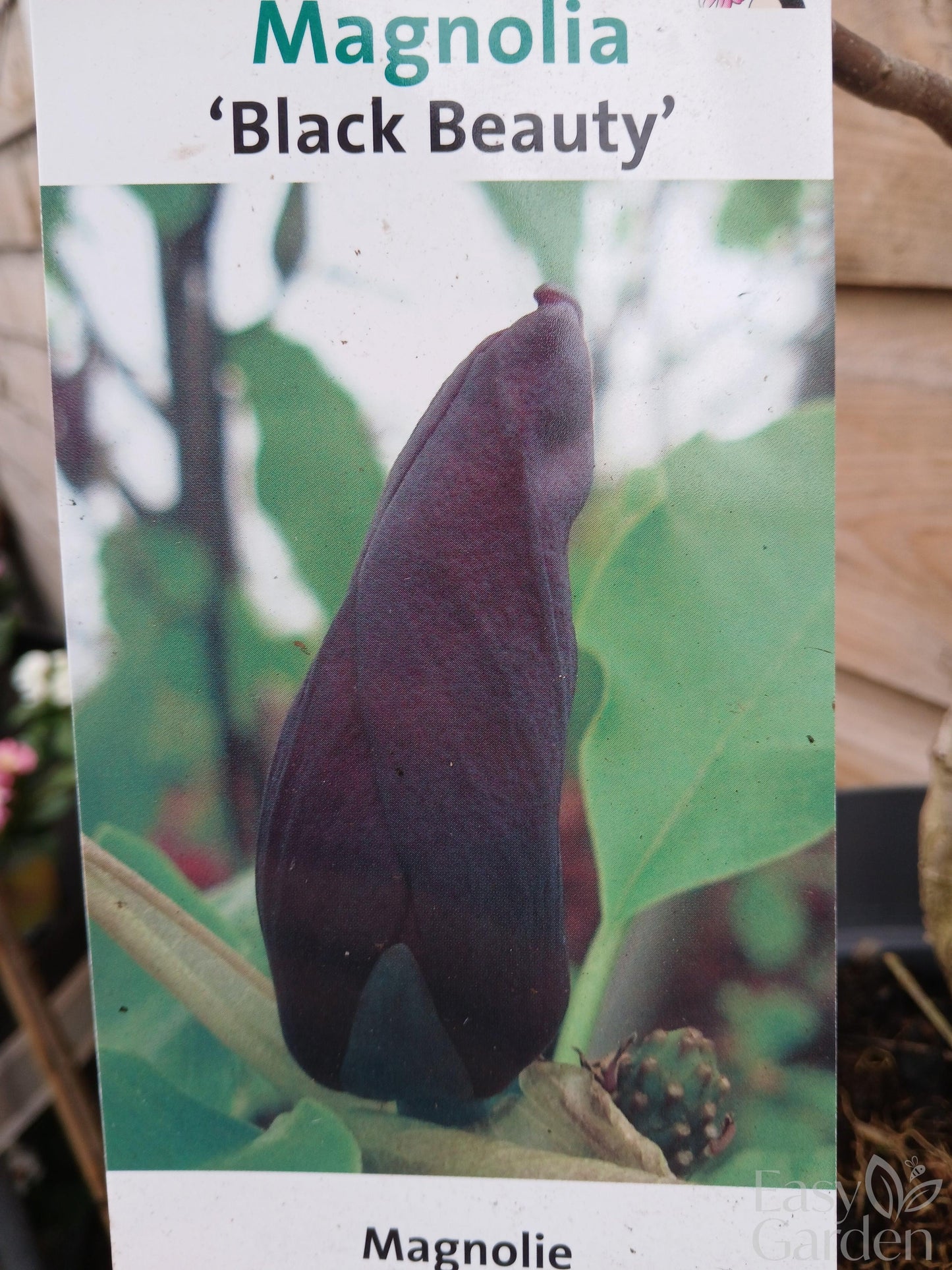 Magnolia Black Beauty/ 7Ltr / 60-80CM-Easy Garden Centre