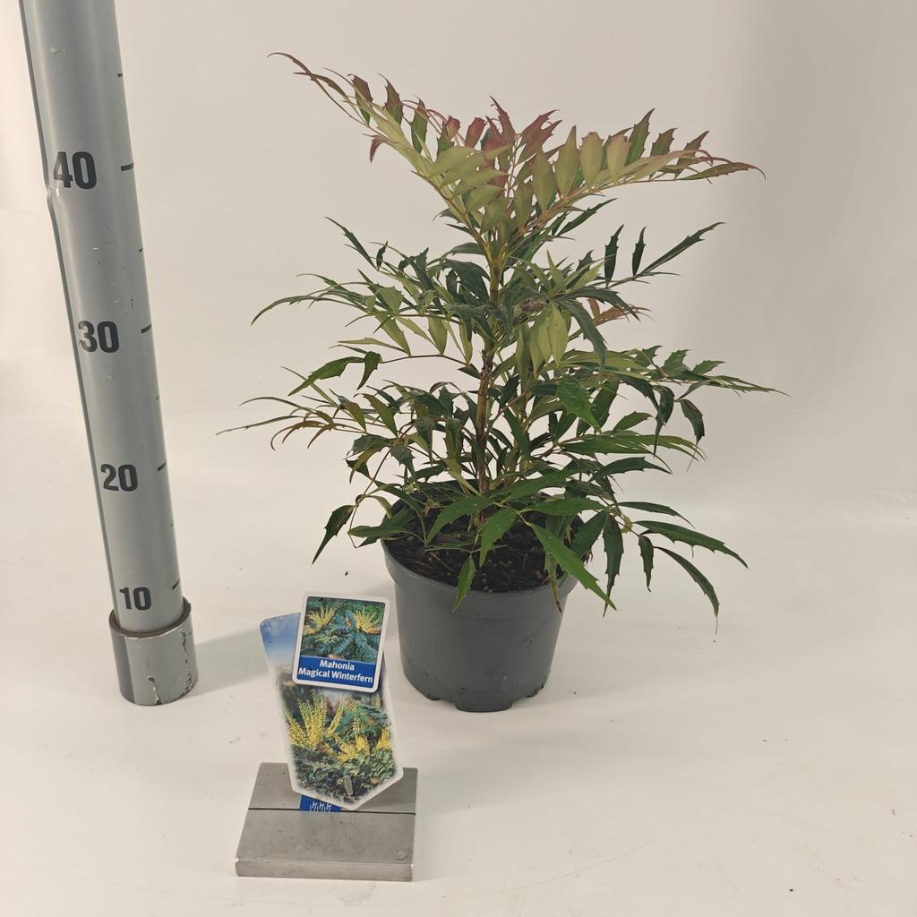 Mahonia Magical Winterfern / 2ltr