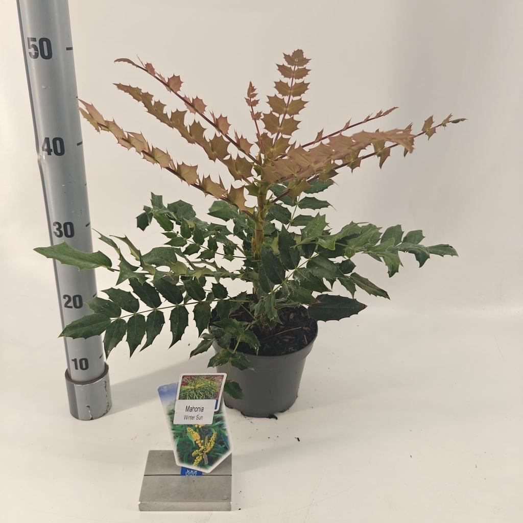 Mahonia media Winter Sun / 2ltr