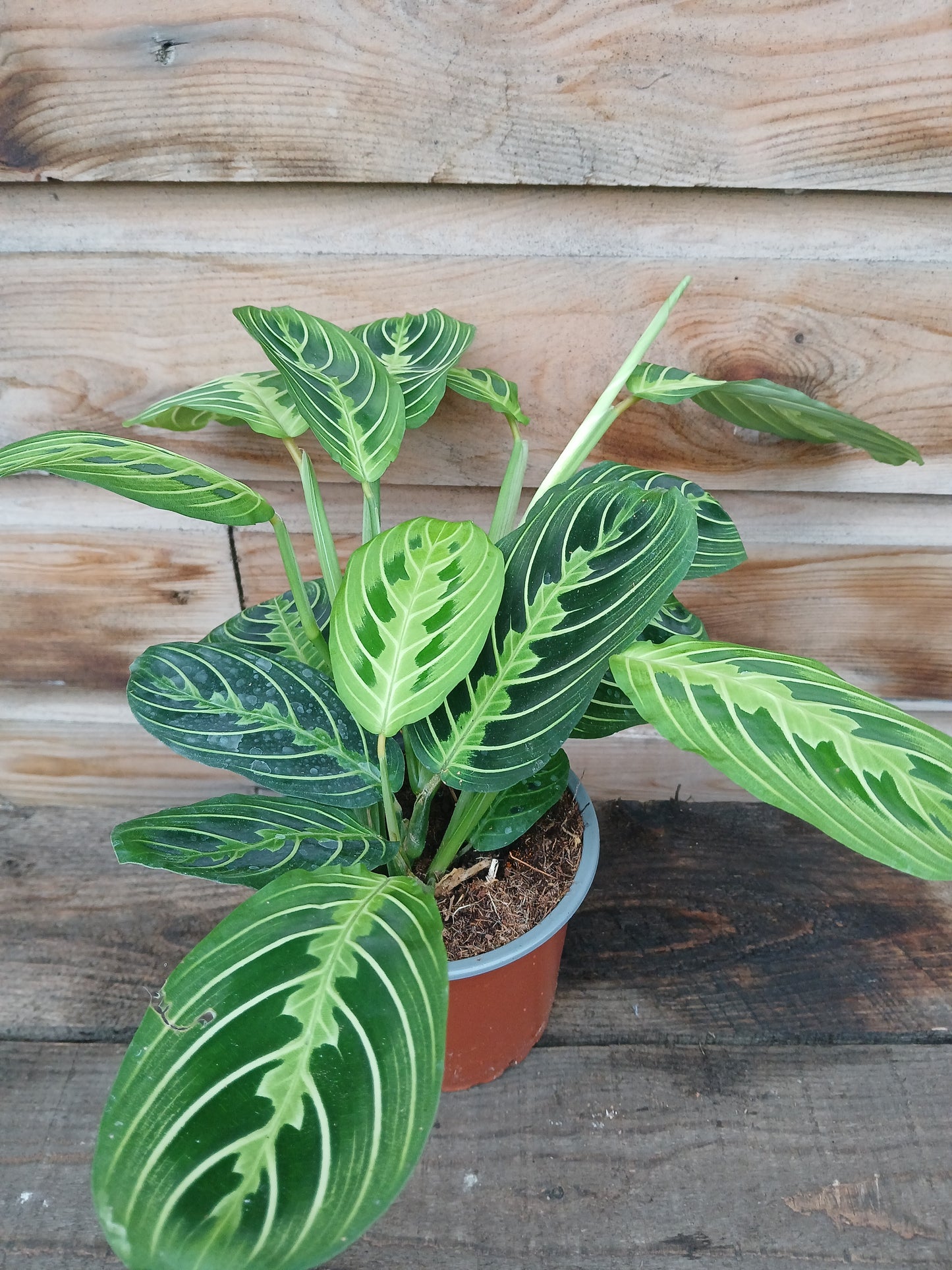 Maranta mix / P12-Easy Garden Centre