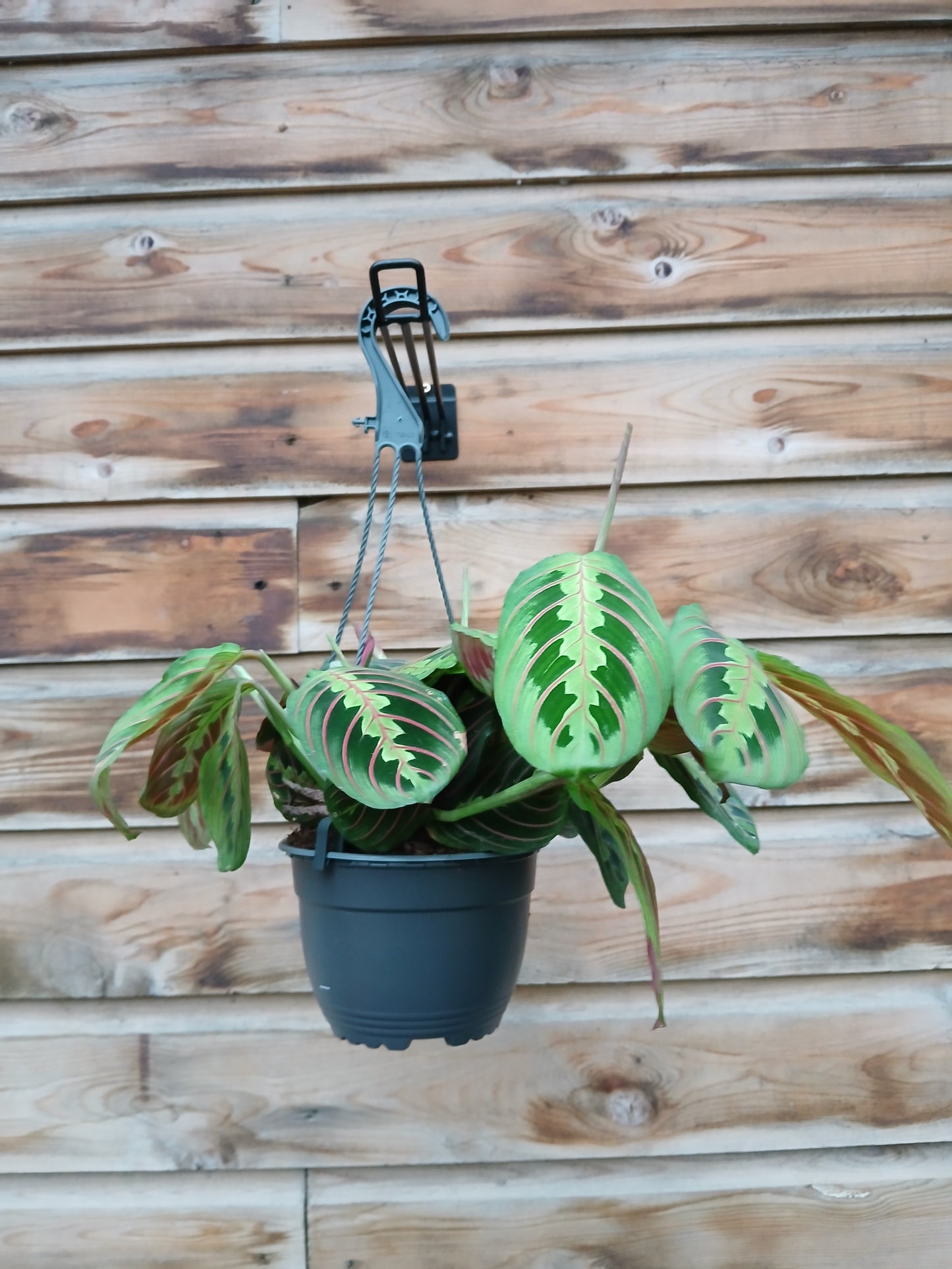 Maranta mix / P15, hanging pot-Easy Garden Centre
