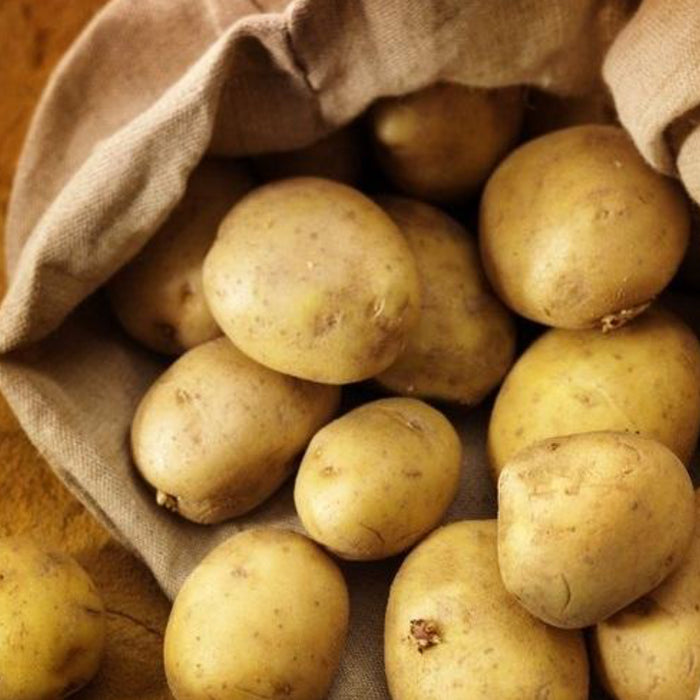 Maris Piper Second Early 2Kg-Easy Garden Centre