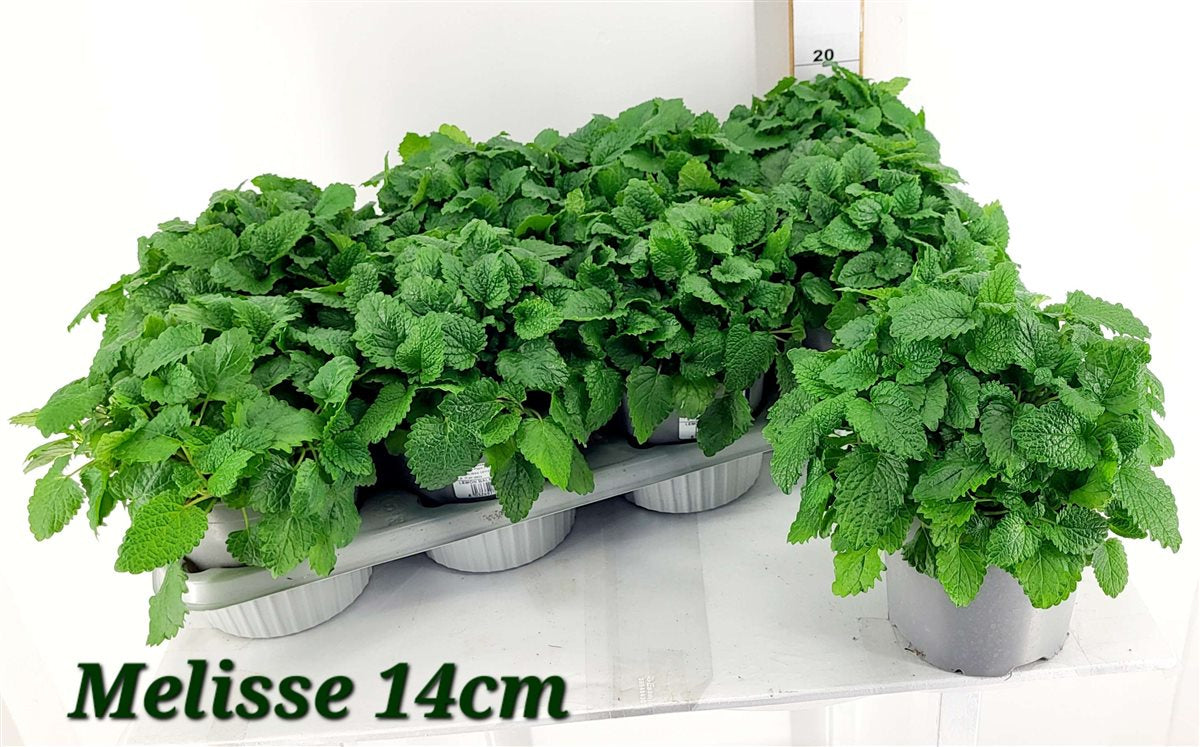 Melissa officinalis / P14-Easy Garden Centre