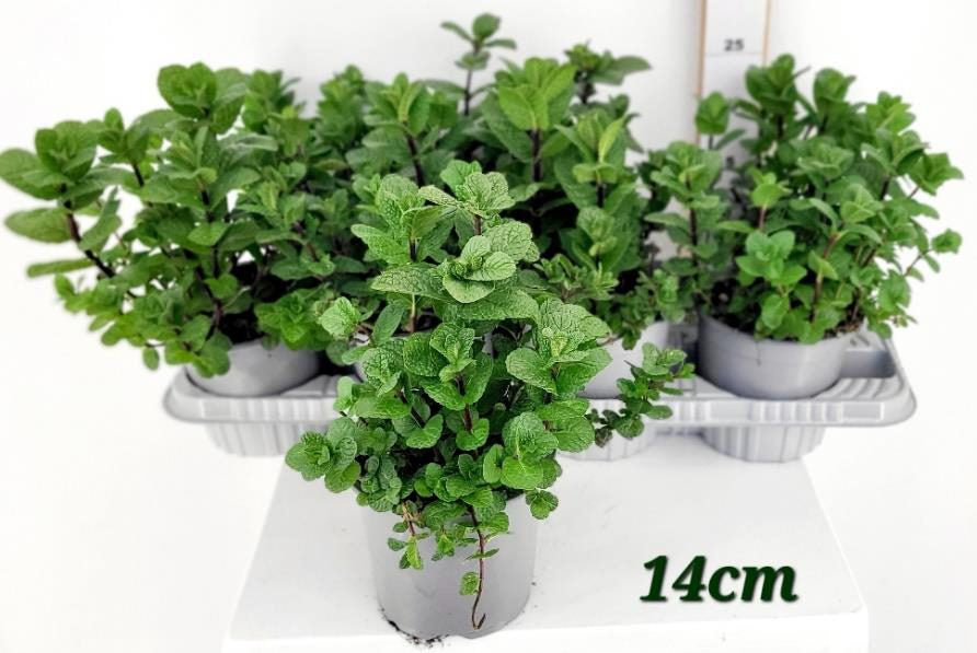 Mentha spicata 'Maroccan' / P14-Easy Garden Centre