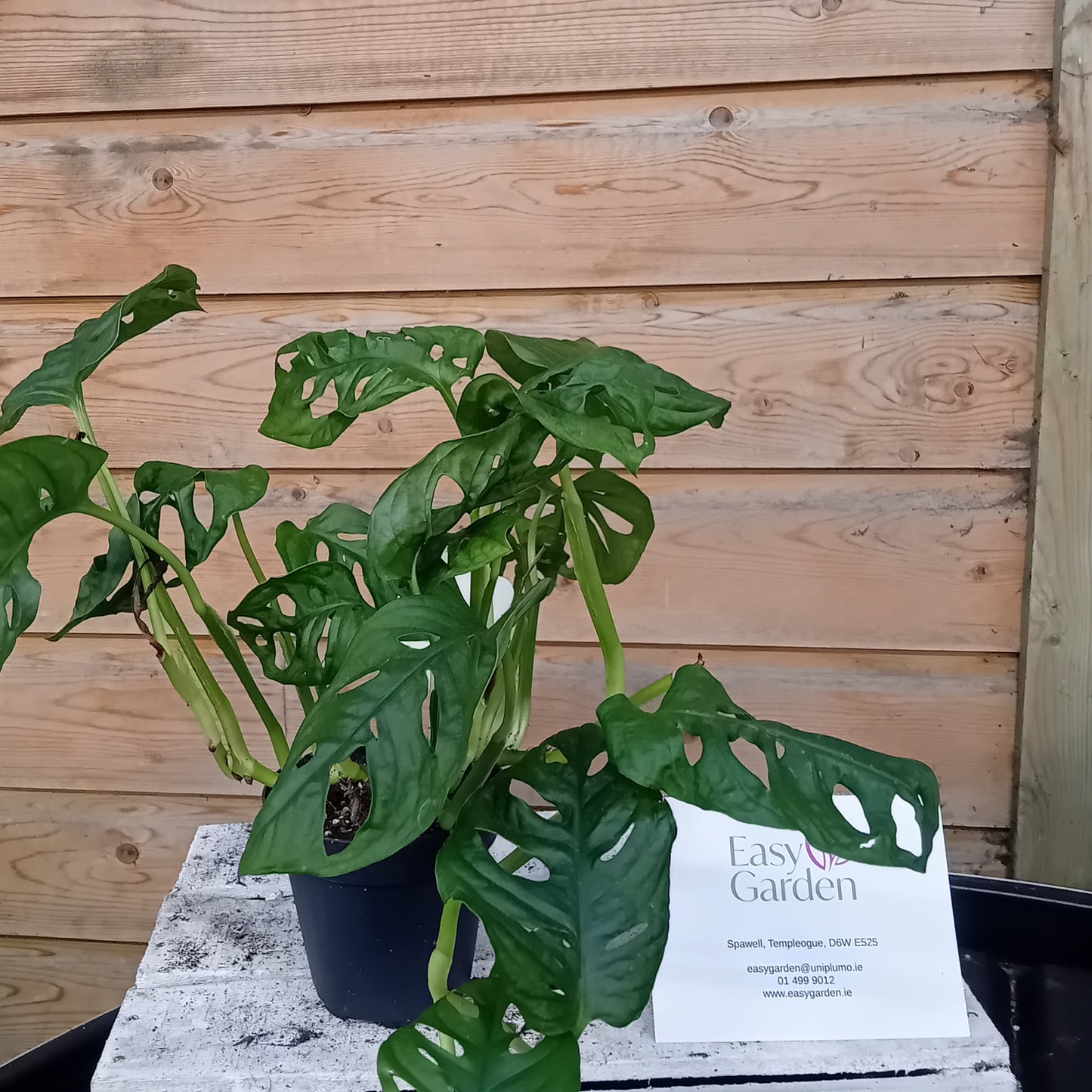 Monstera obliqua / P12-Easy Garden Centre