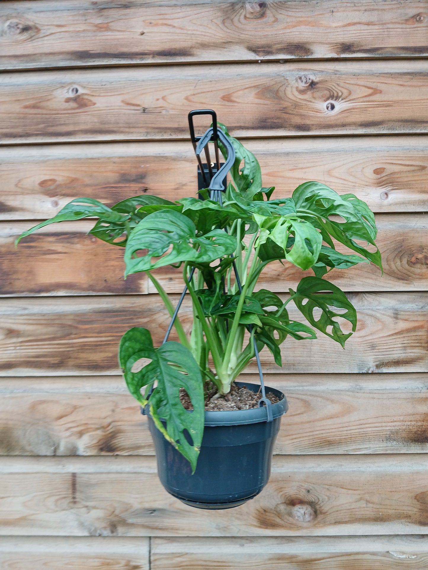Monstera obliqua / P15, hanging pot-Easy Garden Centre