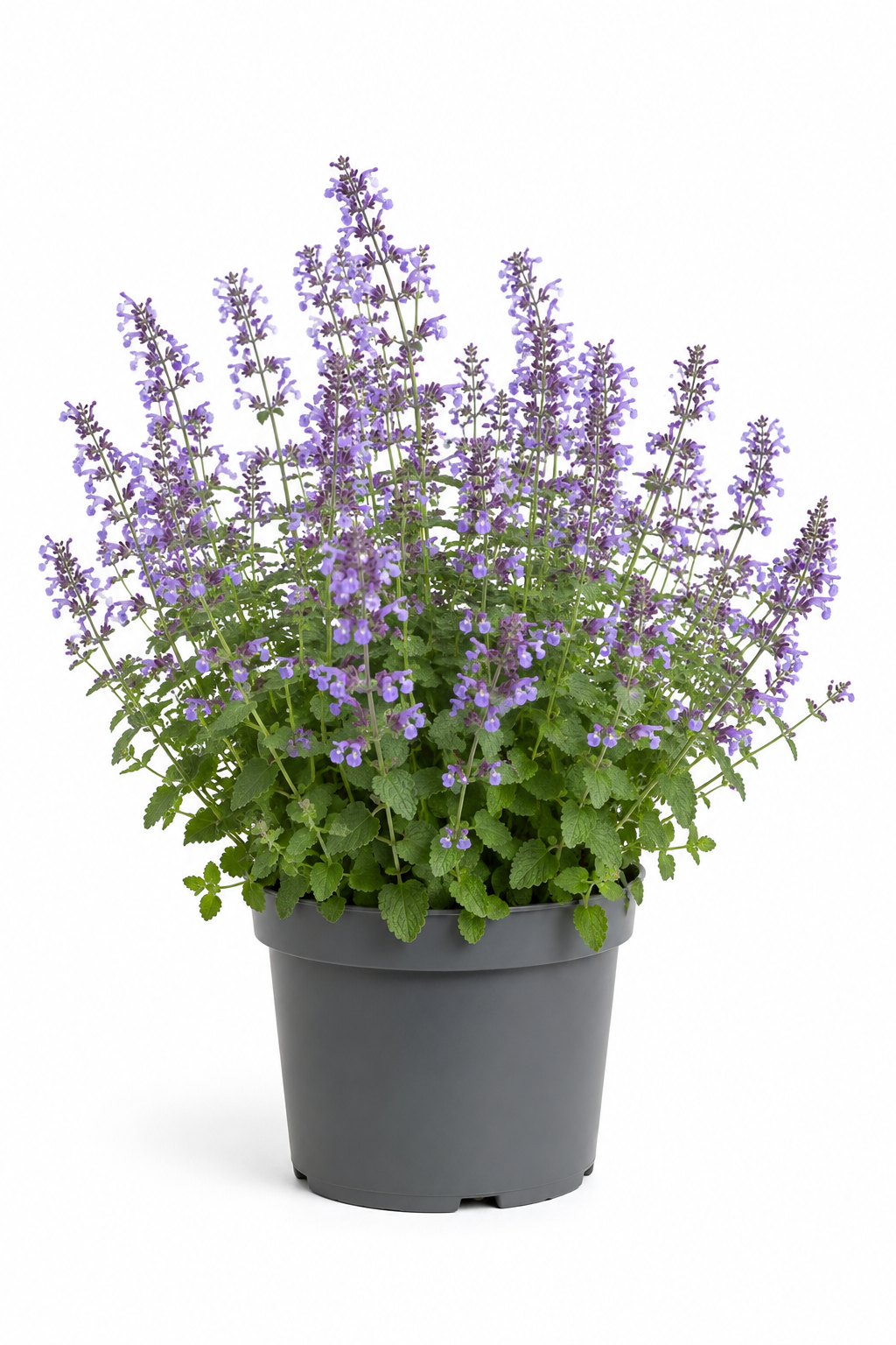 NEPETA faassenii Walkers Low / 2 Litre