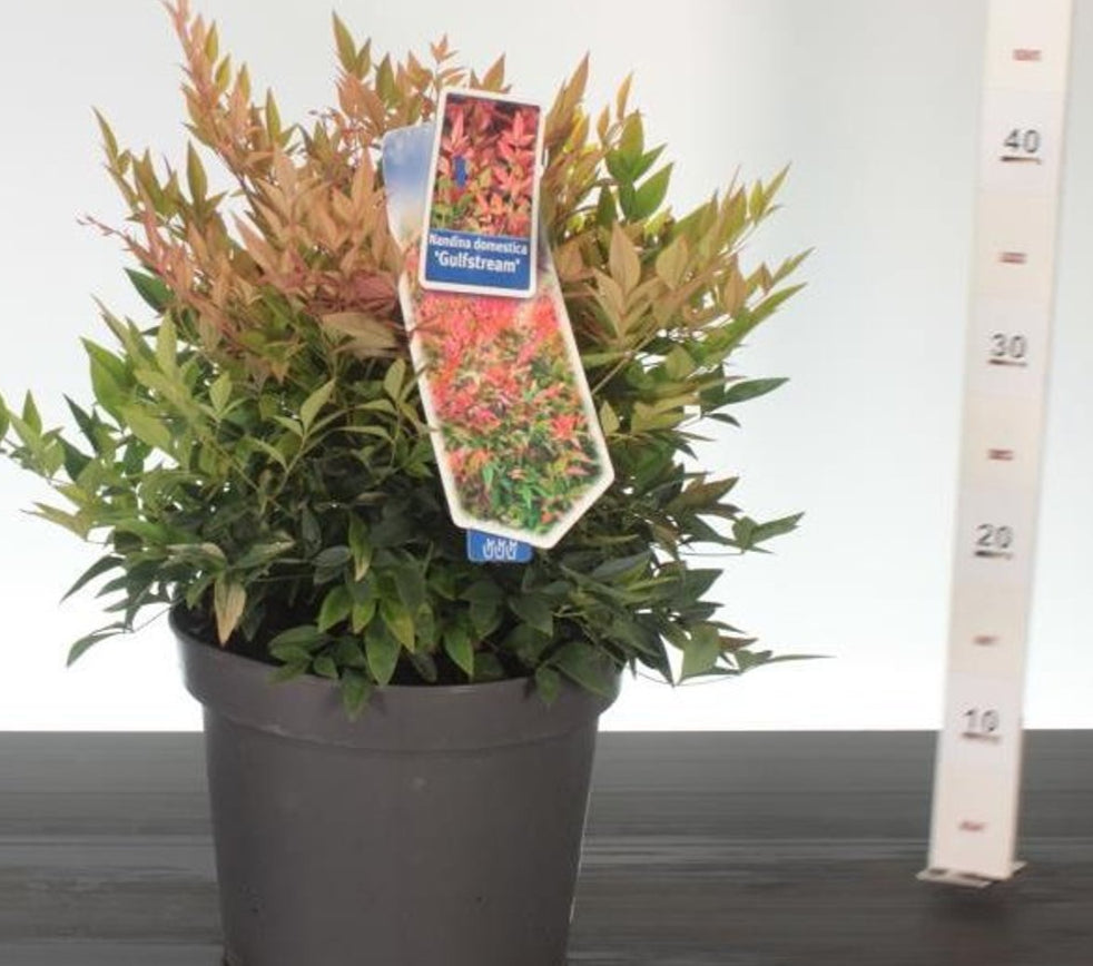Nandina dom. Gulfstream / P23 (5 Ltr)
