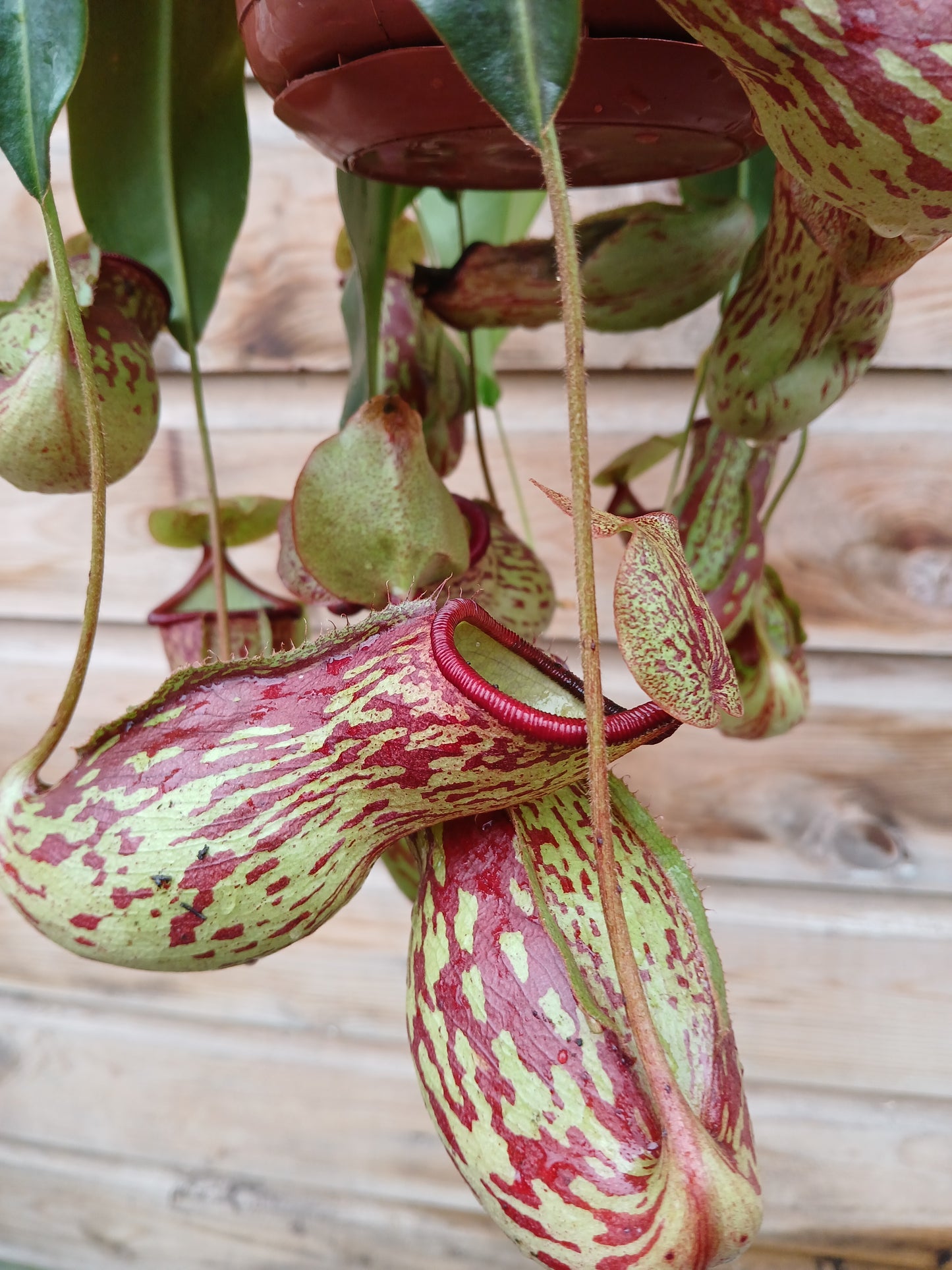 Nepenthes mix / P14, hanging pot-Easy Garden Centre