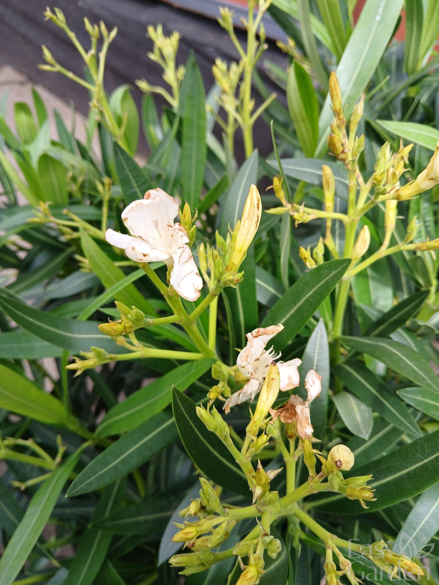 Nerium Oleander Mix-Easy Garden Centre