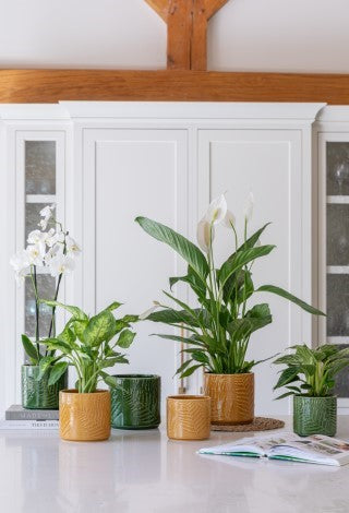 Orla Glazed Fern Green Planter H16.5cm D17.5cm-Easy Garden Centre