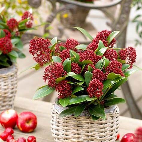 Skimmia j. Red Dwarf / 1,5L/P13cm
