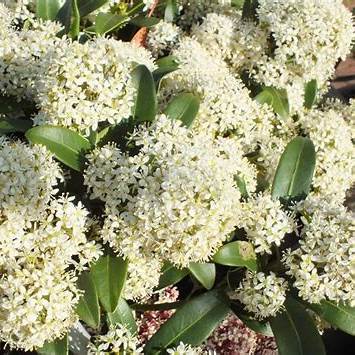 Skimmia j. 'Snow White' / 1,5L/P13cm